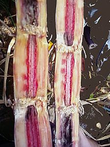 uploads/images/disease/Red rot of sugar cane.jpg